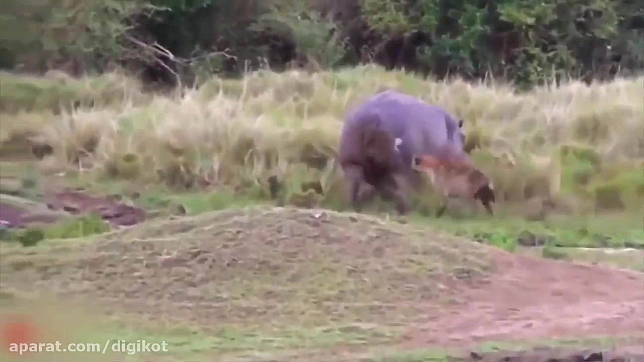 حیات وحش، شکار شدن اسب آبی زخم...