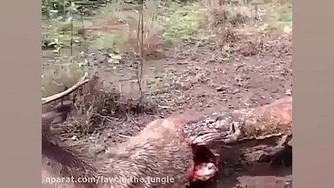 بیرحمیه اژدهای کمودو نسبت به گ...