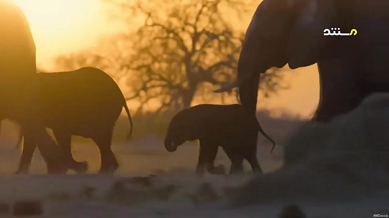 فیل ؛ 2020 ؛ پارت 2