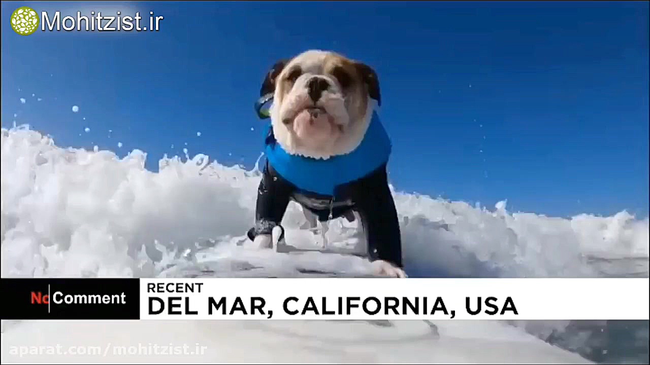 مسابقهٔ سگ‌های موج‌سوار هم مجا...