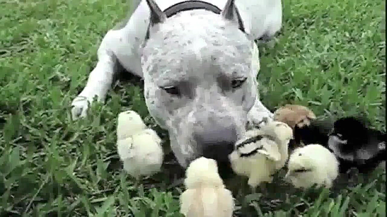 دوستی حیوانات باهم