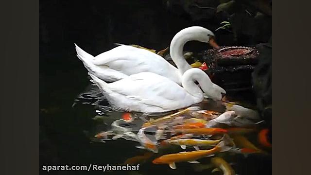 غذا دادن قو ها به ماهی ها