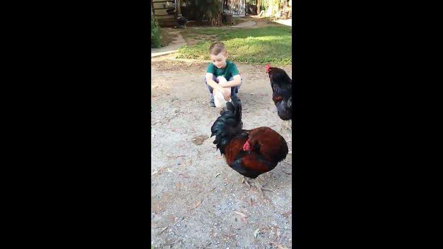 دوستی پسربچه و مرغ خانگی و حسو...