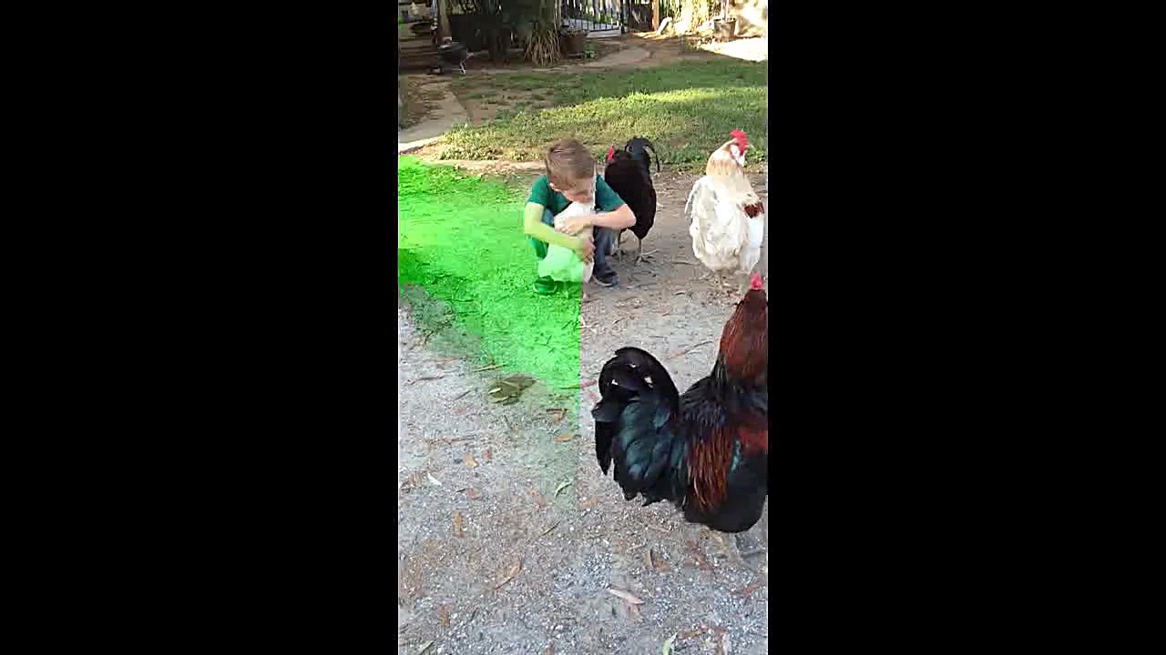 دوستی پسربچه و مرغ خانگی و حسو...