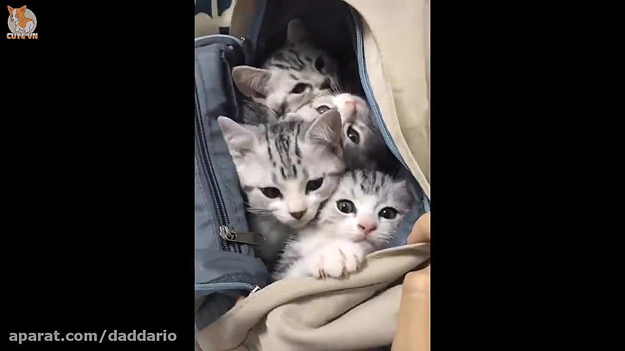 کلیپ جالب و فان از بچه گربه ها...