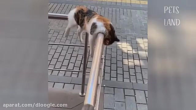 لحظاتی خنده دار از حیوانات خان...