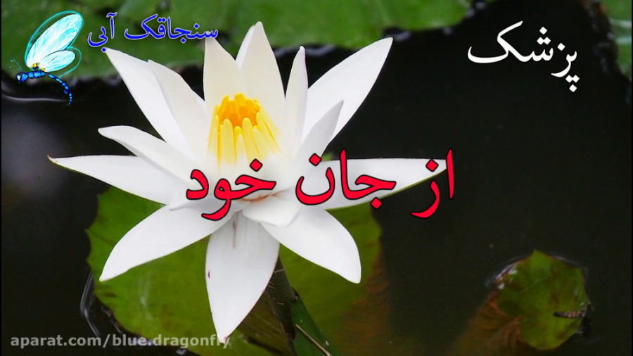 کلیپ تبریک روز پزشک  قدردانی ا...