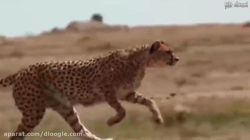 تمساح پادشاه باتلاق  نبرد خونی...