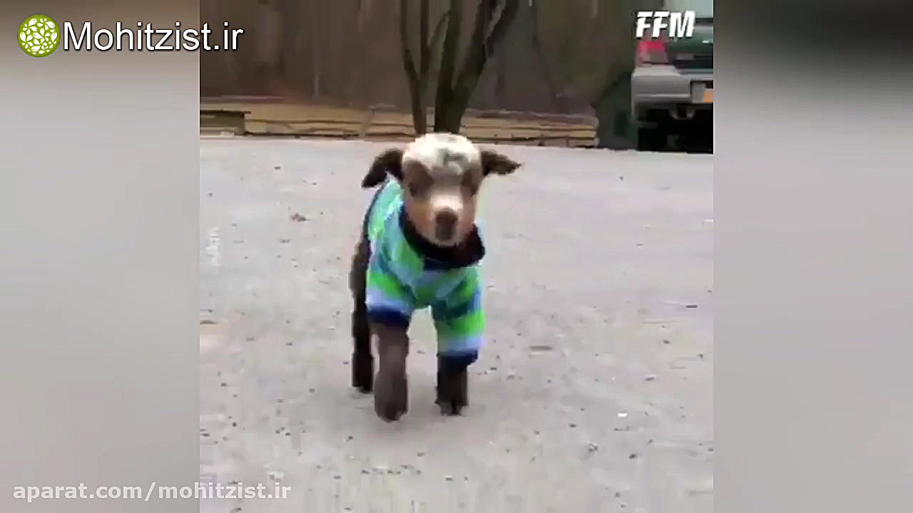 بزغاله بازیگوش