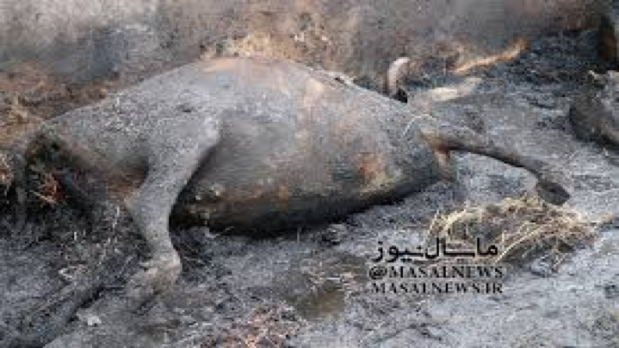 فیلم وحشتناک از غرق شدن گاوها...