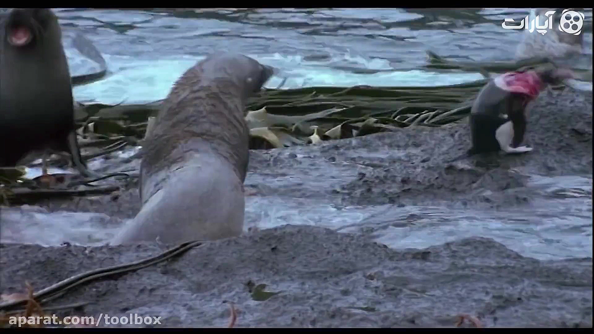 شکارچیانی که خودشان بی رحمانه...