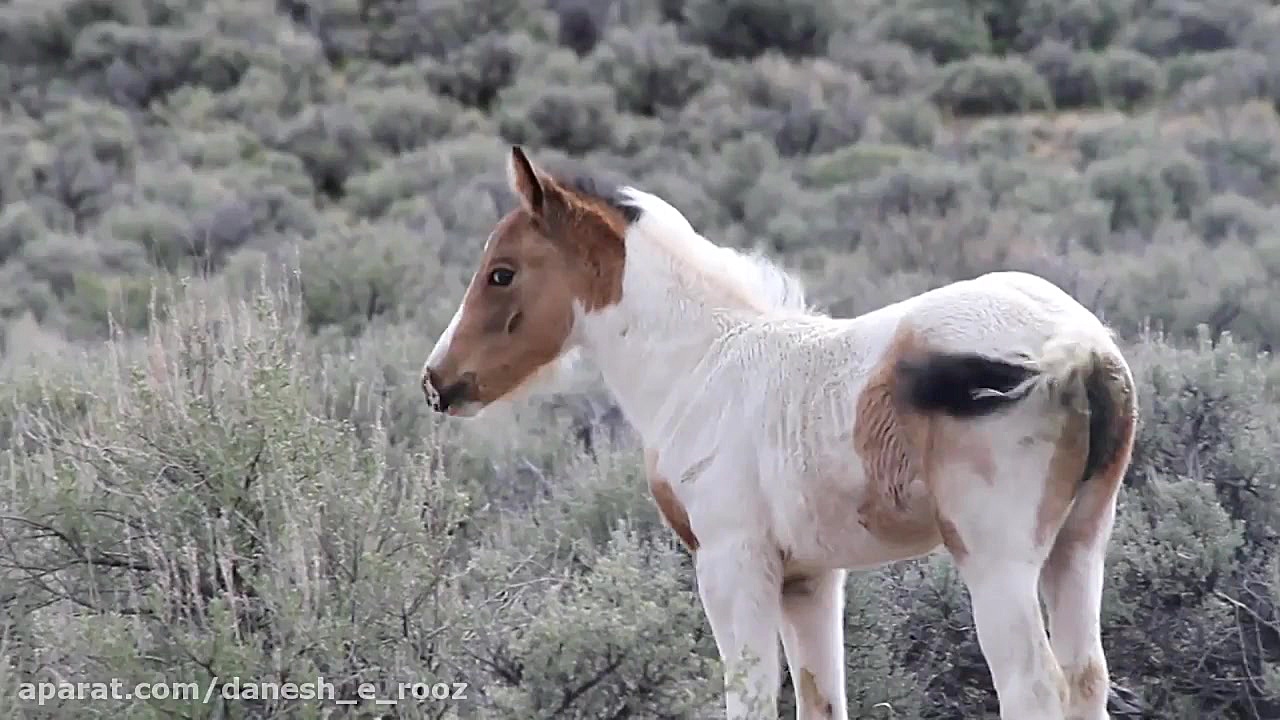 اسب های وحشی اورگن | ماستنگ |...