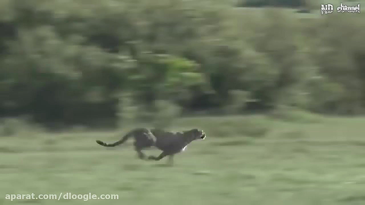 فیل قدرتمد ترین مادر بین حیوان...