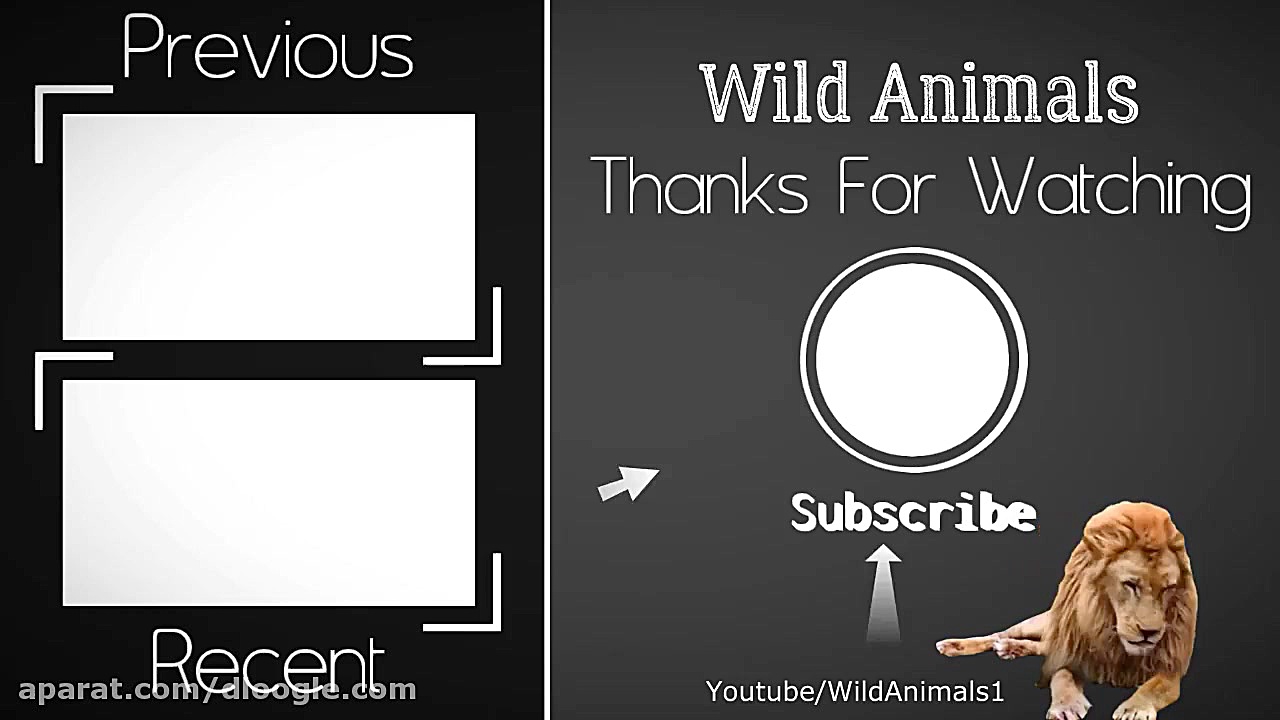 شیر در برابر ببر  جنگ و نبرد خ...