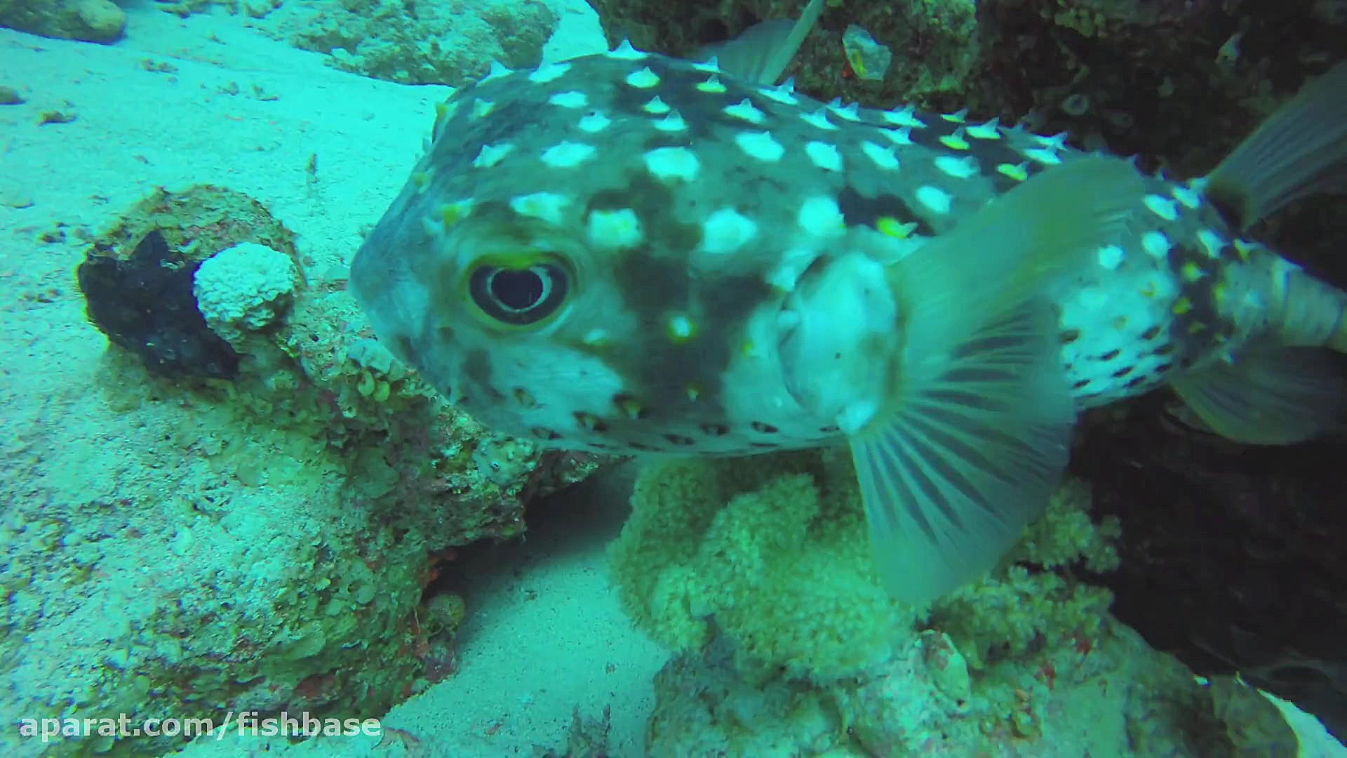 خارپشت‌ماهی خال‌زرد: Cyclichth...