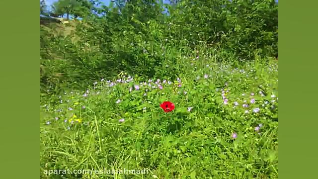 کلیپی زیبا از طبیعت روستای پرچ...