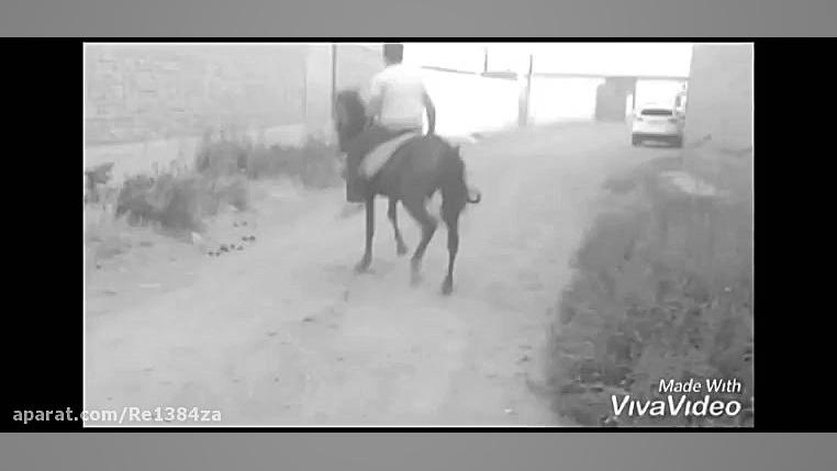 اسب سواری (فروشی )