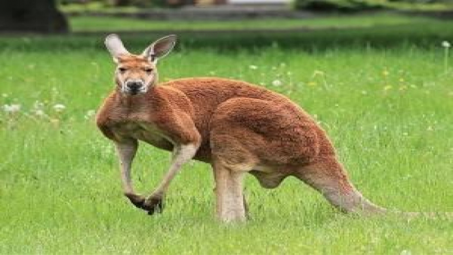 حمله مار پیتون به سگ