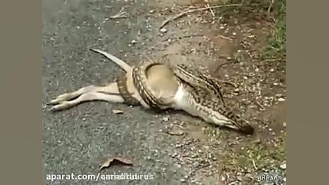 شکار کانگورو توسط مار