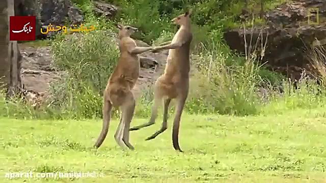 لگد های مرگبار کانگورو