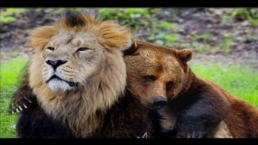 دوستی غیرقابل باور حیوانات با...