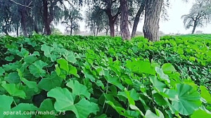 گیاه زیبا و خوشمزه در استان هر...