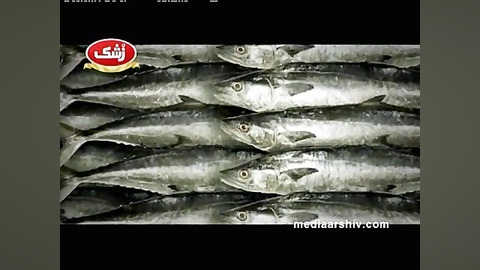 تیزر تن ماهی زشک