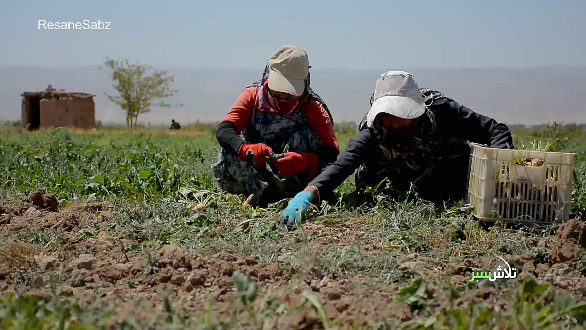 کشت نشائی چغندرقند  تلاش سبز
