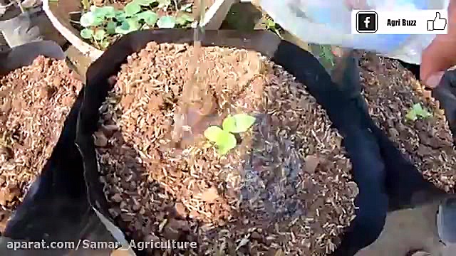 کاشت کیوی از طریق بذر