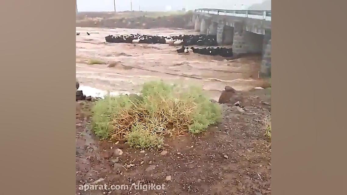 فیلمی از گرفتار شدن گله بزها د...