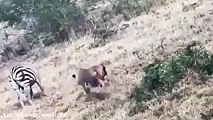 فرار دیدنی گورخر از دهان شیر