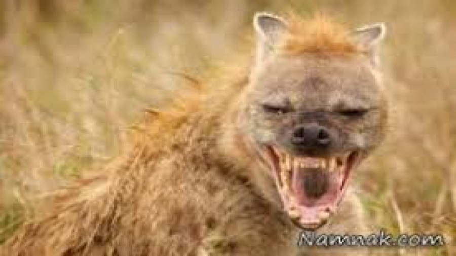 مستند فارسی  نبرد کفتار ها