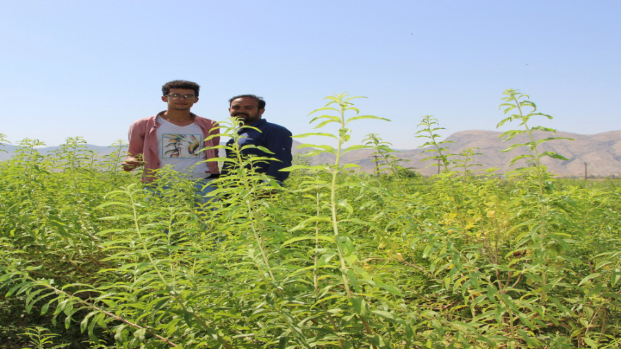 آموزش کاشت گیاه دارویی بهلیمو...