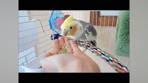 آموزش رام کردن طوطی عروس هلندی...