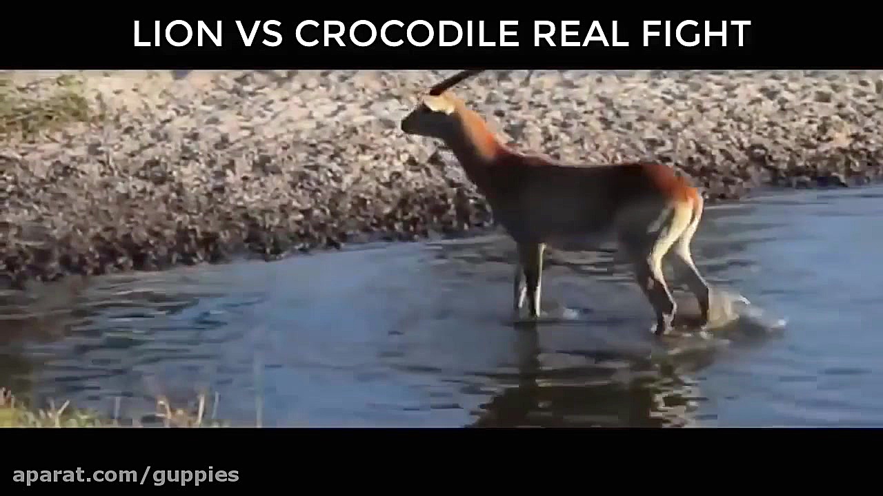 نبرد خونین شیر ها و فیل ها و ....