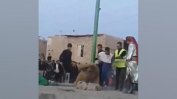 بازم این شیر های تعزیه