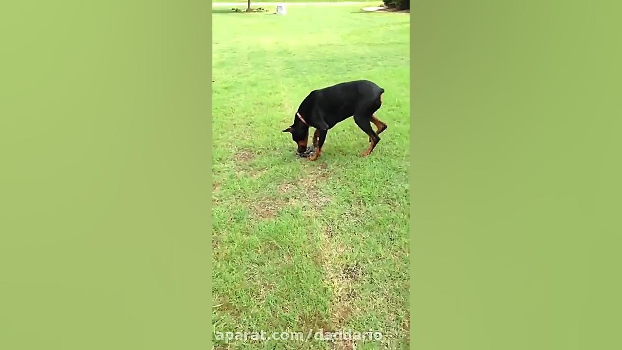 نبرد شدید سگ دوبرمن با مار