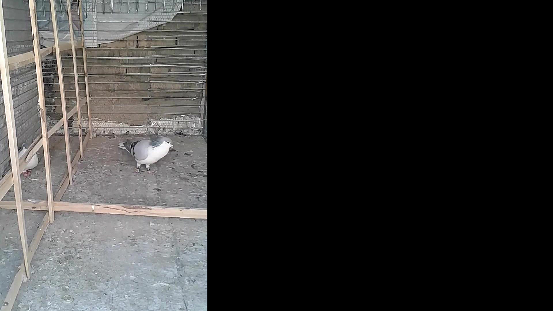 دو تا امری مست