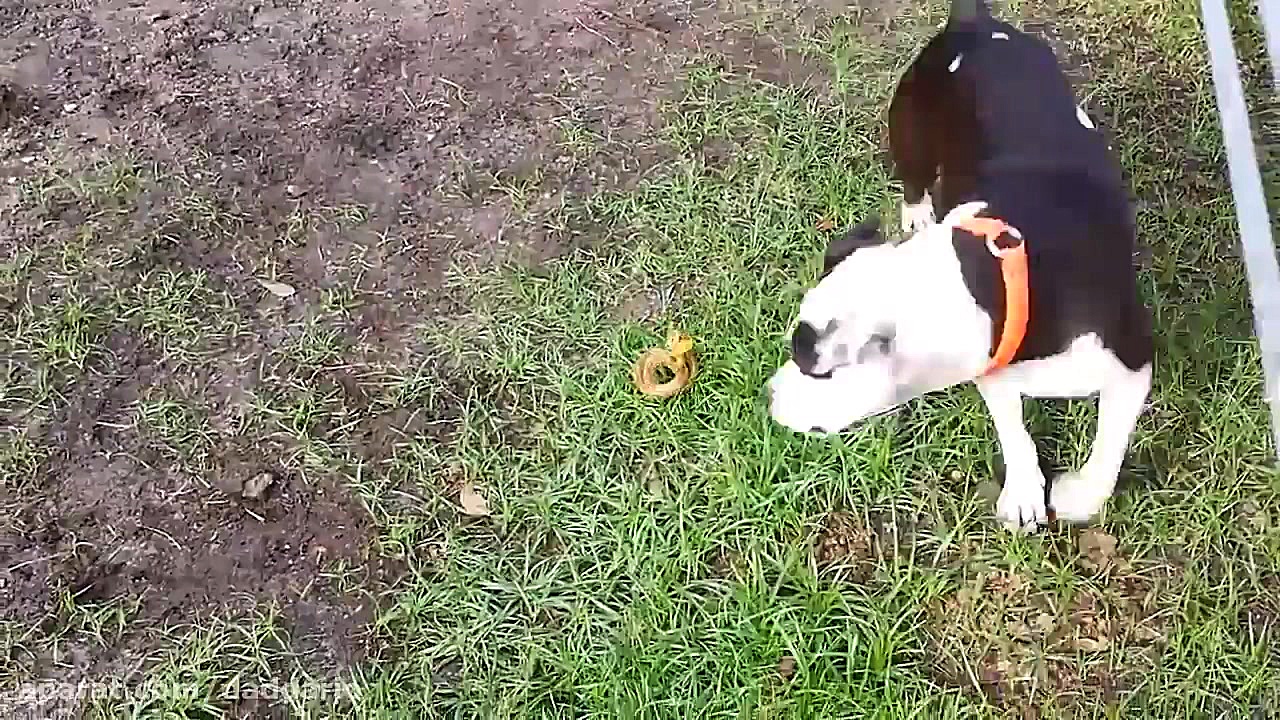 نبرد شدید و جالب سگ پیت بول با...