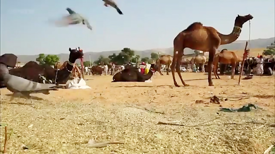 ☺شکار کبوتر توسط گربه☺