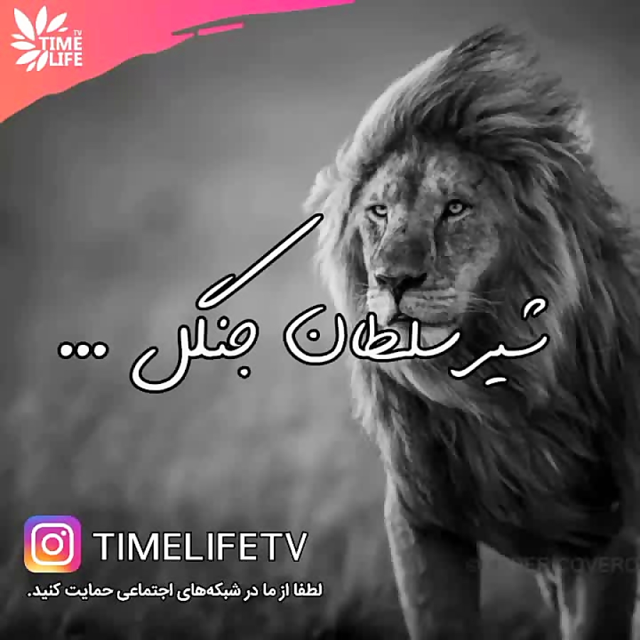کلیپ انگیزشی  شیر سلطان جنگل!!...