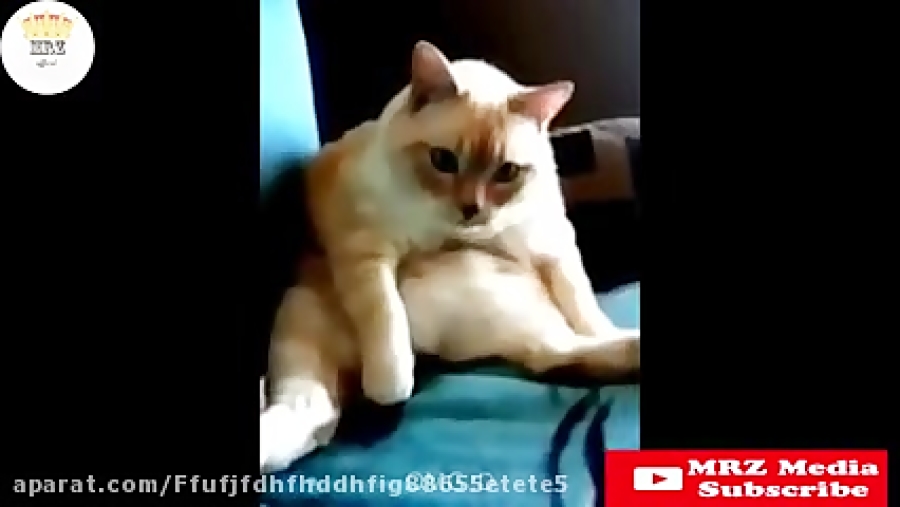 گوز حیوانات