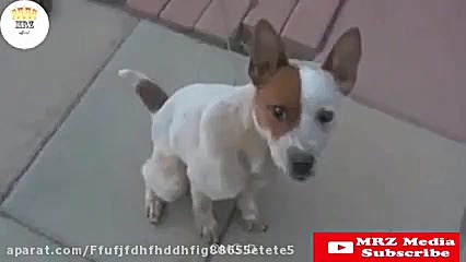 گوز حیوانات