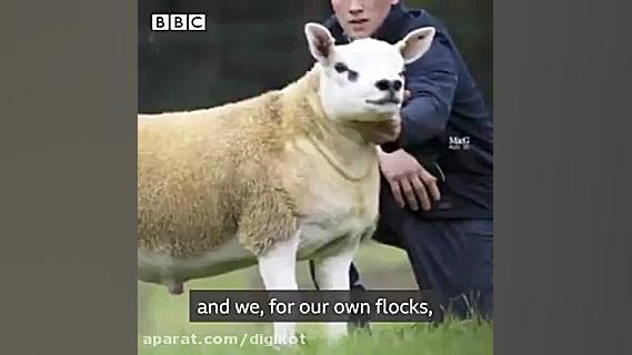 فروش گران ترین گوسفند دنیا با...