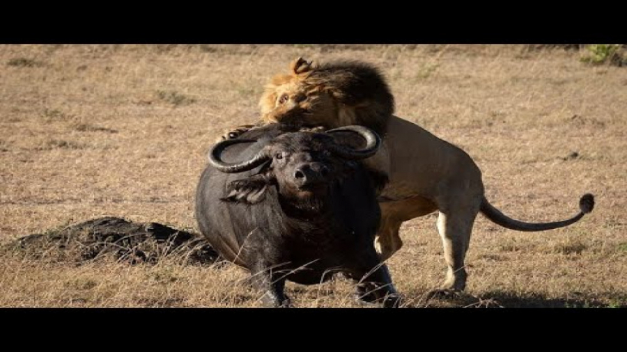 شیر در مقابل بوفالو | کشتن صیا...
