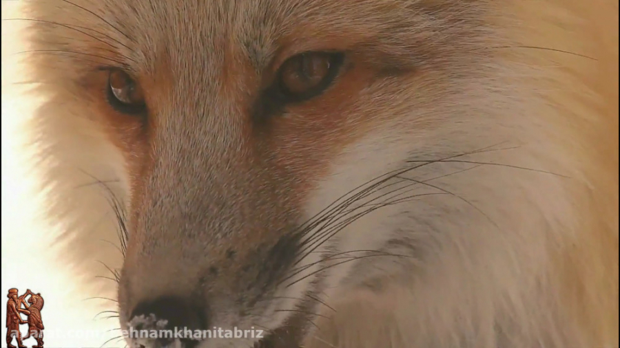 کلیپ زیبا زمستان ٫ فصل سکوت و...