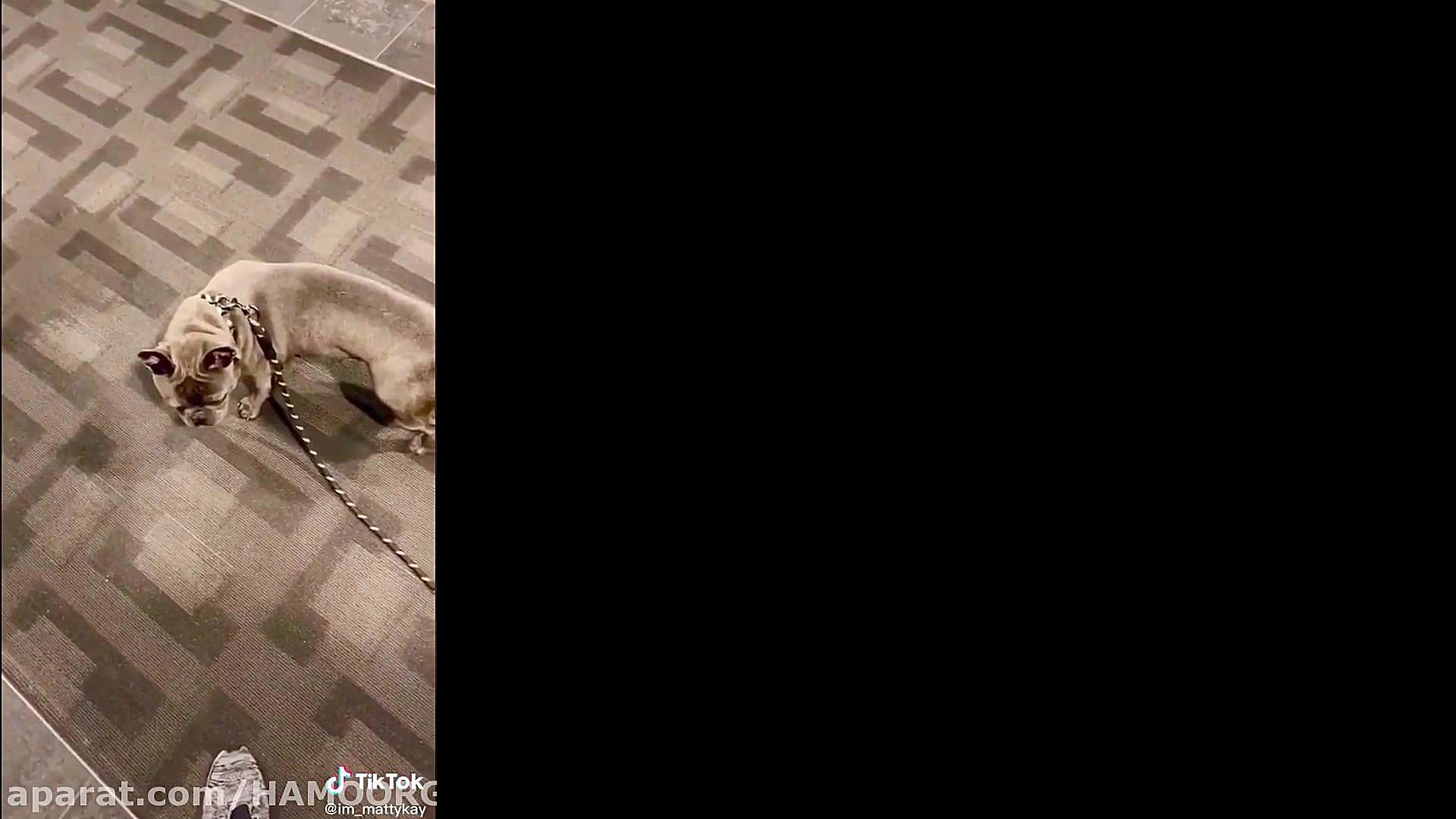 آآآززززاااااددددددییییی