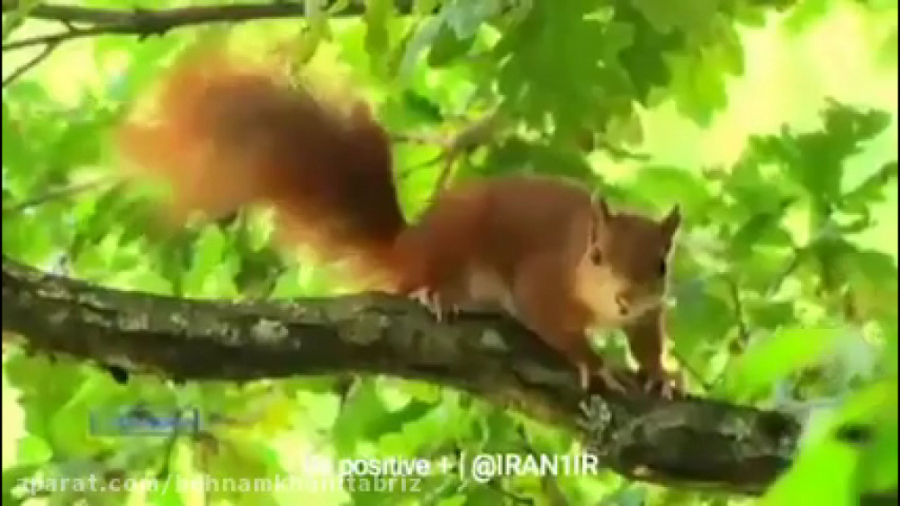 جلوه‌های زیبای طبیعت و آهنگی د...