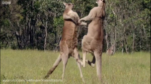 حیات وحش گواناکوها و کانگوروها...