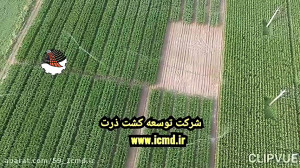 مزارع آزمایشی از ارقام مختلف ب...
